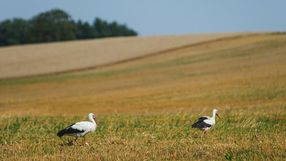 Bociany na łące latem