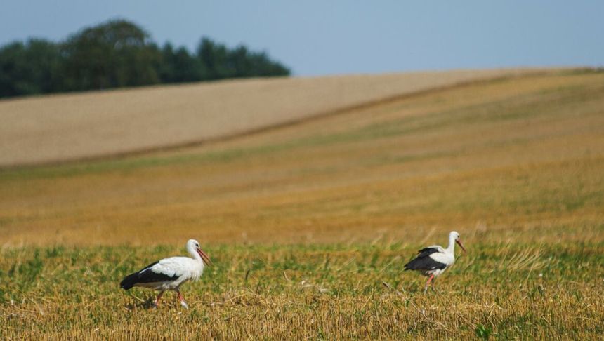 Bociany na łące latem
