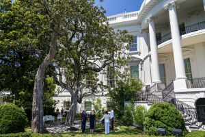 Magnolia południowa przy Białym Domu