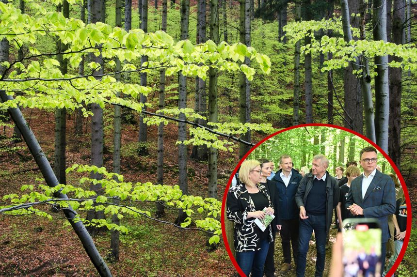 las/Paulina Hennig-Kloska, Mikołaj Dorożała, Szymon Hołownia