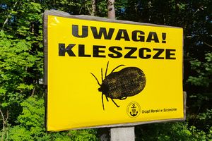 kleszcze