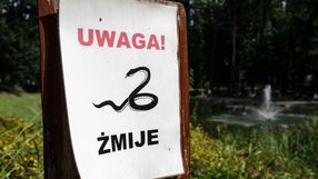 żmija