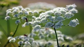 Niektórych roślin nie wolno uprawiać w Polsce