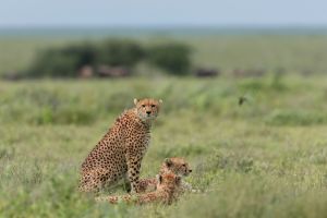 Serengeti