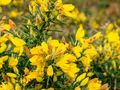 Kolcolist zachodni Ulex europaeus