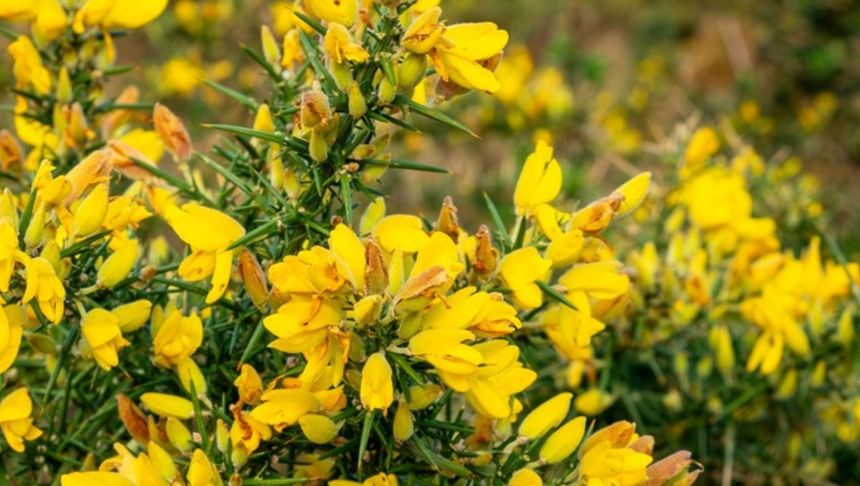 Kolcolist zachodni Ulex europaeus