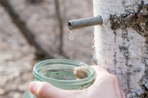 pozyskiwanie soku z brzozy