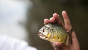 Eksperci ostrzegają przed niekontrolowaną hodowlą egzotycznych roślin w ogrodach