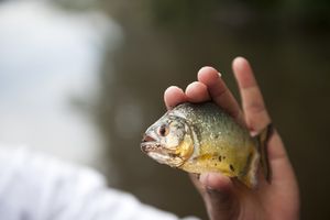 Eksperci ostrzegają przed niekontrolowaną hodowlą egzotycznych roślin w ogrodach