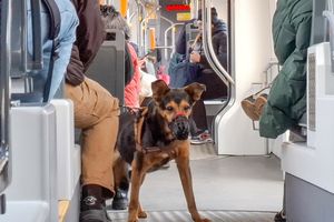 Podróż z psem: MZA przypomina zasady dla właścicieli