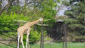żyrafa na wybiegu w zoo