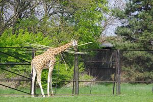 żyrafa na wybiegu w zoo