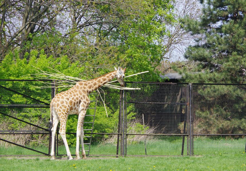 żyrafa na wybiegu w zoo