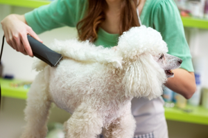 groomer
