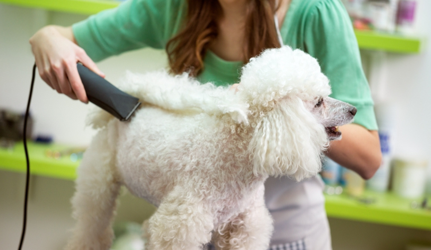 groomer