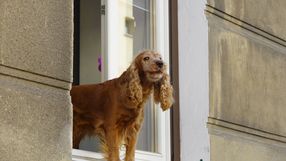 Zakłócanie ciszy przez psa grozi grzywną