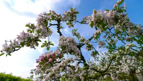 Przepisy ROD: Jak sadzić drzewa, by uniknąć kłopotów?