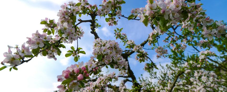 Przepisy ROD: Jak sadzić drzewa, by uniknąć kłopotów?