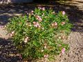 Oleander