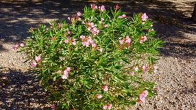 Oleander