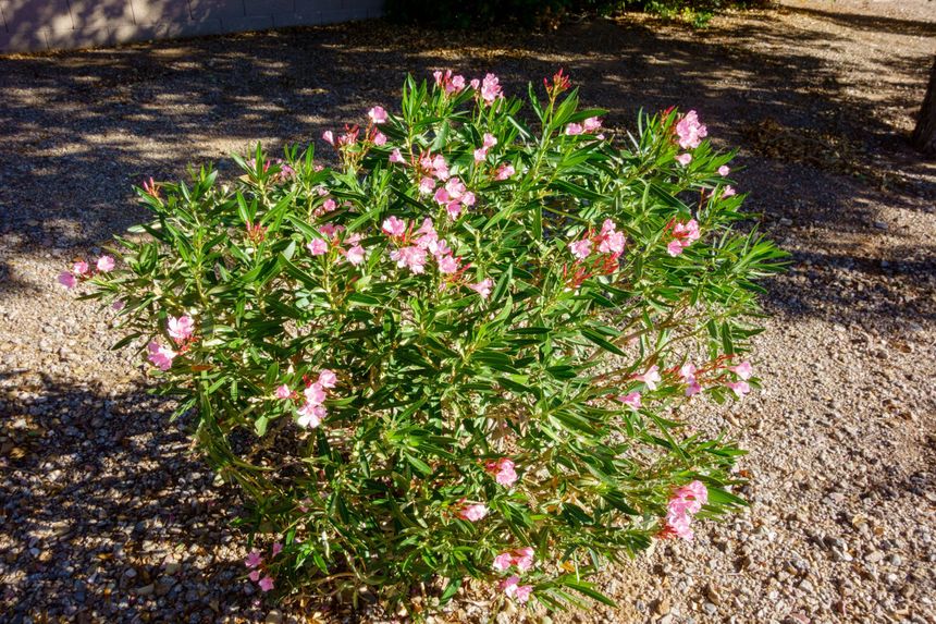 Oleander