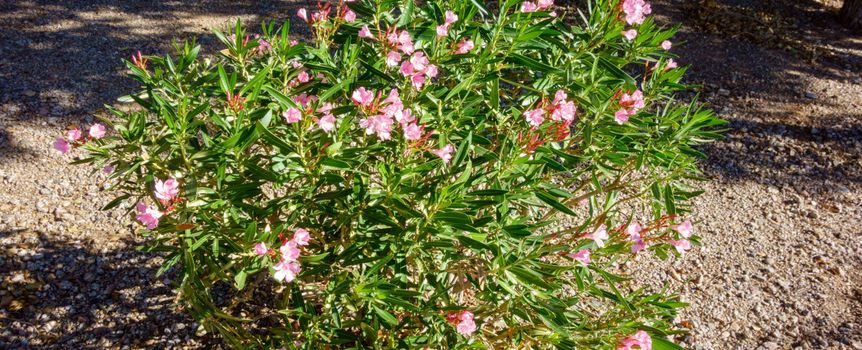 Oleander