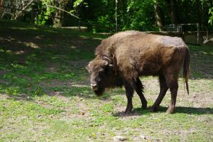 żubr