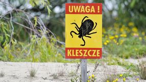 kleszcz