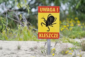 kleszcz