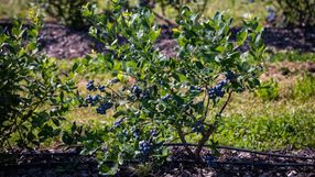 Borówki amerykańskie