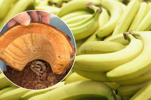 Wąż przyjechał w dostawie bananów z Ekwadoru