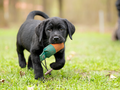 Labrador