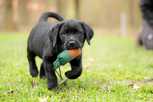 Labrador