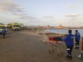 Atak rekina w Marsa Alam