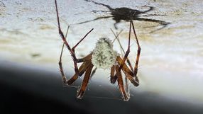Grzyb Gibellula pulchra zmienia pająki w zombie