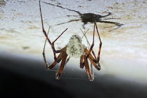 Grzyb Gibellula pulchra zmienia pająki w zombie