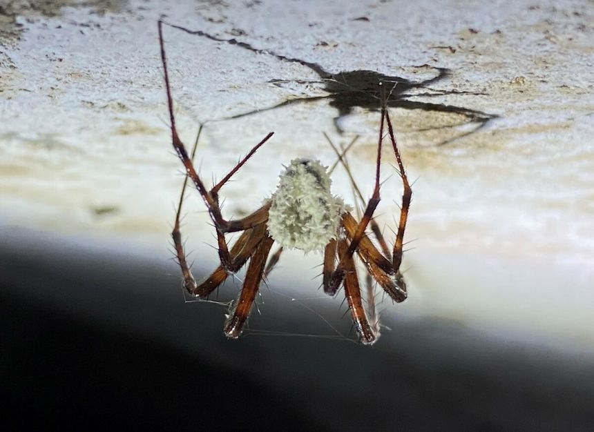 Grzyb Gibellula pulchra zmienia pająki w zombie