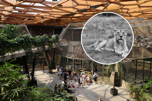 Lwica Tycia Zoo Łódź