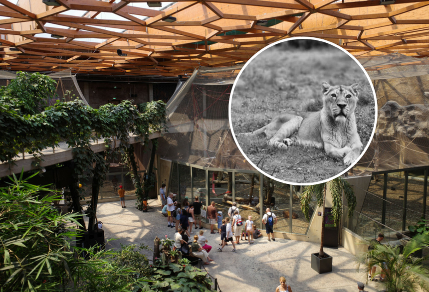 Lwica Tycia Zoo Łódź