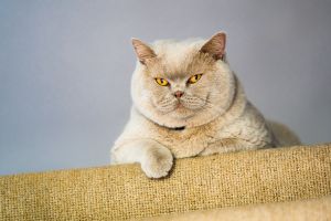 Oszustwo "na kota". Tak działają cyberprzestępcy
