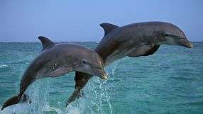 Delfiny
