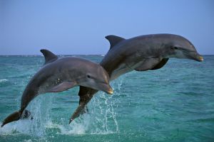 Delfiny
