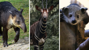 Quiz o zoo