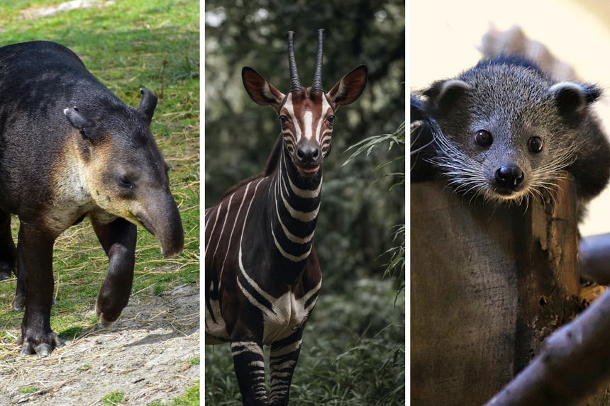 Quiz o zoo