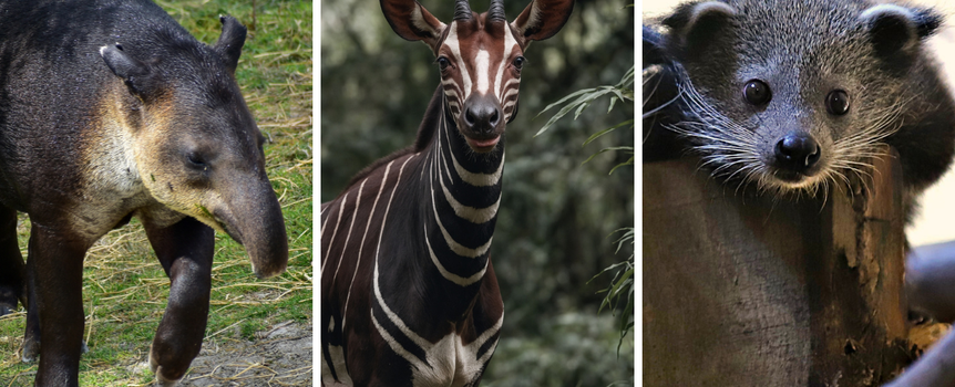 Quiz o zoo