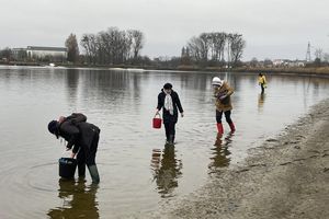 Zbieranie małż