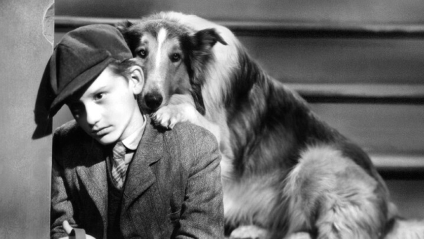 Joe Carraclough i pies Pal grający w "Lassie, wróć!"