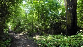 park Wiśniewo