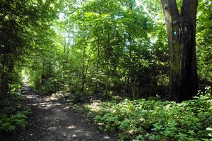 park Wiśniewo