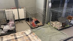 Wrocław, wirus w schronisku